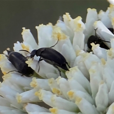 Mordellidae (family) (Unidentified pintail or tumbling flower beetle) at O'Malley, ACT - 14 Dec 2025 by Mike