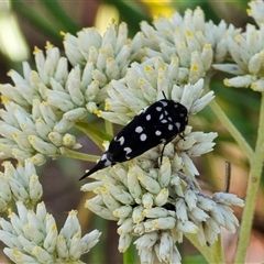 Mordella dumbrelli (Dumbrell's Pintail Beetle) at O'Malley, ACT - 14 Dec 2025 by Mike