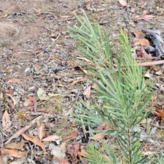 Acacia boormanii (Snowy River Wattle) at O'Malley, ACT - 14 Dec 2025 by Mike