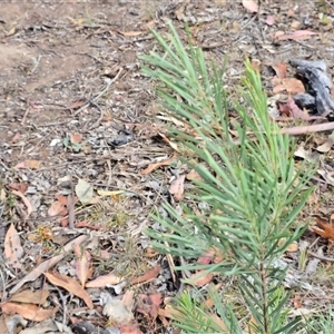 Acacia boormanii at O'Malley, ACT - Today by Mike