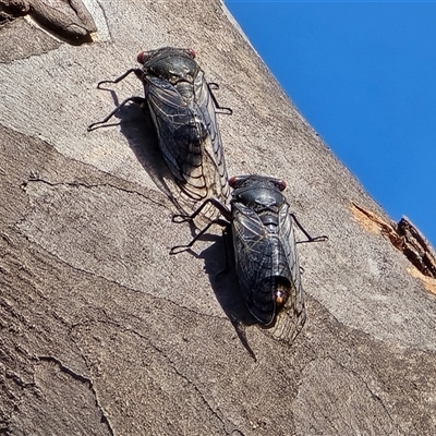 Psaltoda moerens (Redeye cicada) at O'Malley, ACT - 14 Dec 2025 by Mike