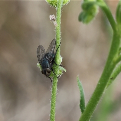 Calyptrate (subsection) (Unidentified house-flies, blow-flies and their allies) at Lyons, ACT - 14 Dec 2025 by ran452
