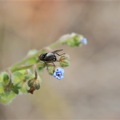 Calyptrate (subsection) (Unidentified house-flies, blow-flies and their allies) at Lyons, ACT - 14 Dec 2025 by ran452