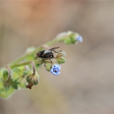 Calyptrate (subsection) (Unidentified house-flies, blow-flies and their allies) at Lyons, ACT - 14 Dec 2025 by ran452