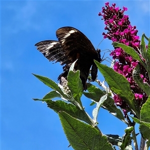 Papilio aegeus at Braidwood, NSW - Today by MatthewFrawley