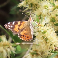 Vanessa kershawi (Australian Painted Lady) at Fyshwick, ACT - 12 Dec 2025 by RodDeb