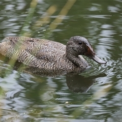 Stictonetta naevosa at Fyshwick, ACT - 12 Dec 2025 by RodDeb
