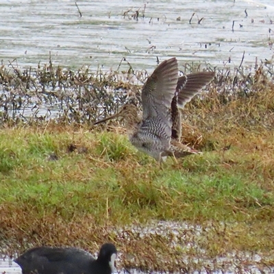 Gallinago hardwickii at Fyshwick, ACT - 12 Dec 2025 by RodDeb