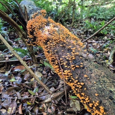 Favolaschia calocera at Jamberoo, NSW - 14 Dec 2025 by nancyp