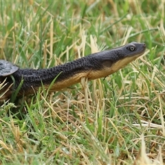 Chelodina longicollis (Eastern Long-necked Turtle) at Fyshwick, ACT - 12 Dec 2025 by RodDeb