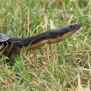 Chelodina longicollis (Eastern Long-necked Turtle) at Fyshwick, ACT - 12 Dec 2025 by RodDeb