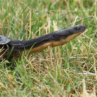 Chelodina longicollis (Eastern Long-necked Turtle) at Fyshwick, ACT - 12 Dec 2025 by RodDeb