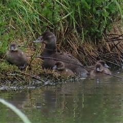 Oxyura australis by RodDeb