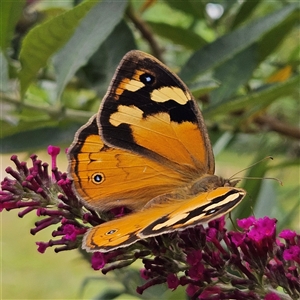 Heteronympha merope (Common Brown Butterfly) at Braidwood, NSW - Today by MatthewFrawley