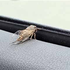 Atrapsalta furcilla (Southern Mountain Squeaker) at O'Malley, ACT - 14 Dec 2025 by Mike