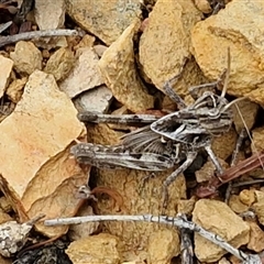 Oedaleus australis at Baw Baw, NSW - 14 Dec 2025 by trevorpreston