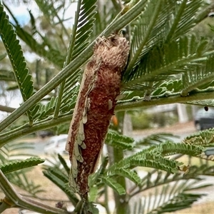 Unverified Case moth (Psychidae) at Aranda, ACT - Today by KMcCue