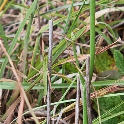 Acrida conica (Giant green slantface) at Latham, ACT - 13 Dec 2025 by Caric