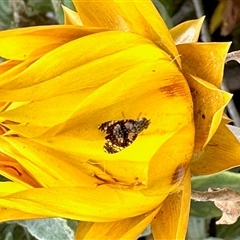 Austrotephritis fuscata (A fruit fly) at Aranda, ACT - 14 Dec 2025 by KMcCue
