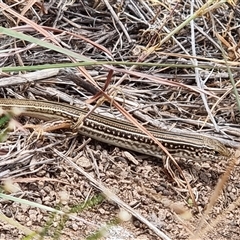 Ctenotus robustus (Robust Striped-skink) at Latham, ACT - 13 Dec 2025 by Caric