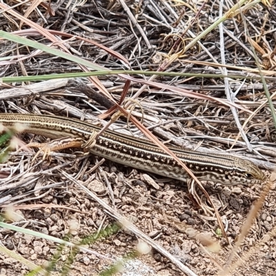 Ctenotus robustus (Robust Striped-skink) at Latham, ACT - 13 Dec 2025 by Caric