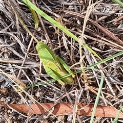 Gastrimargus musicus (Yellow-winged Locust or Grasshopper) at Latham, ACT - 13 Dec 2025 by Caric