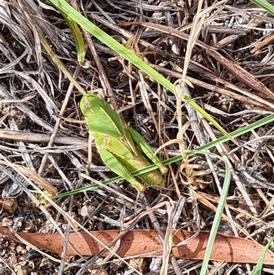 Gastrimargus musicus (Yellow-winged Locust or Grasshopper) at Latham, ACT - 13 Dec 2025 by Caric