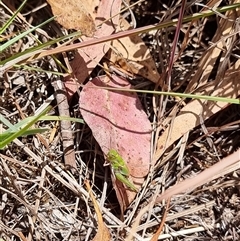 Oedaleus australis (Australian Oedaleus) at Latham, ACT - 2 Dec 2025 by Caric