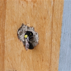 Unverified Bee (Hymenoptera, Apiformes) at Lyons, ACT - Today by ran452