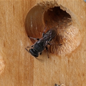 Unverified Wasp (Hymenoptera, Apocrita) at Lyons, ACT - Today by ran452