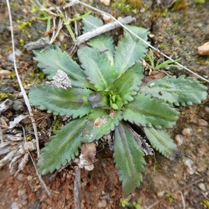 Solenogyne dominii at Ballyroe, NSW - 4 Apr 2020 by TwoRivers