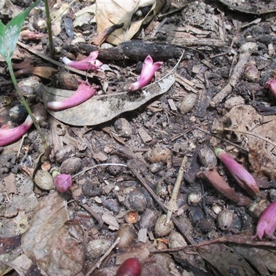 Neosepicaea jucunda at Finlayvale, QLD - 21 Sep 2016 by JasonPStewart