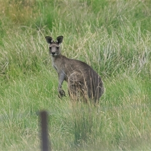 Macropus giganteus at Shannons Flat, NSW - 13 Dec 2025 by AlisonMilton