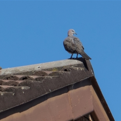 Spilopelia chinensis at Higgins, ACT - 9 Dec 2025 by AlisonMilton