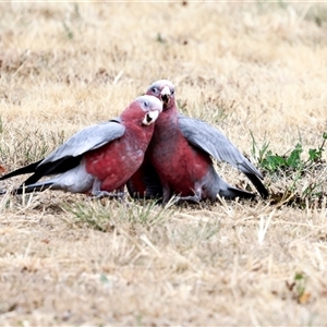 Eolophus roseicapilla at Bredbo, NSW - 12 Dec 2025 by AlisonMilton