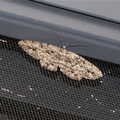 Unplaced externaria (Mahogany Bark Moth) at Higgins, ACT - 11 Dec 2025 by AlisonMilton