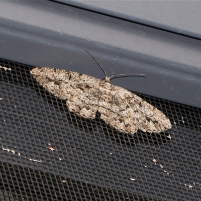 Unplaced externaria (Mahogany Bark Moth) at Higgins, ACT - 11 Dec 2025 by AlisonMilton
