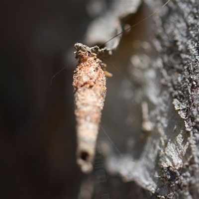 Conoeca or Lepidoscia (genera) IMMATURE (Unidentified Cone Case Moth larva, pupa, or case) at Higgins, ACT - 9 Dec 2025 by AlisonMilton