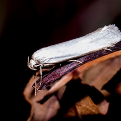 Philobota productella (Pasture Tunnel Moth) at Bredbo, NSW - 12 Dec 2025 by AlisonMilton