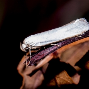 Unverified Curved-horn moth (all Gelechioidea except Oecophoridae) at Bredbo, NSW - 12 Dec 2025 by AlisonMilton