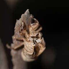 Psaltoda moerens (Redeye cicada) at Higgins, ACT - 9 Dec 2025 by AlisonMilton