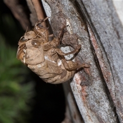 Psaltoda moerens (Redeye cicada) at Higgins, ACT - 9 Dec 2025 by AlisonMilton