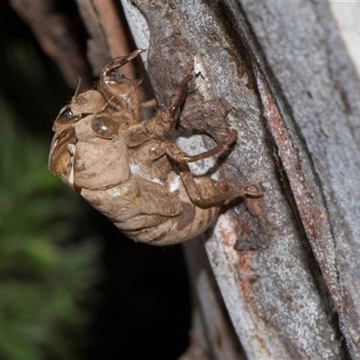 Psaltoda moerens (Redeye cicada) at Higgins, ACT - 9 Dec 2025 by AlisonMilton
