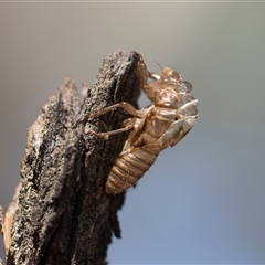 Yoyetta sp. (genus) at Higgins, ACT - 9 Dec 2025 by AlisonMilton