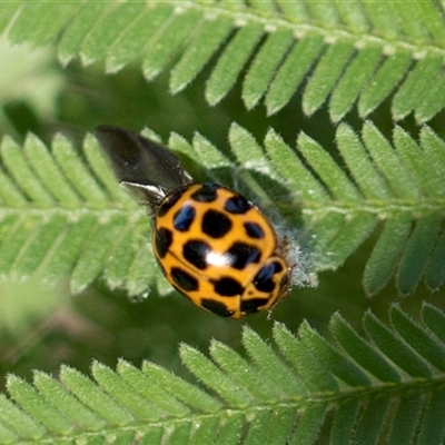 Harmonia conformis (Common Spotted Ladybird) at Higgins, ACT - 9 Dec 2025 by AlisonMilton