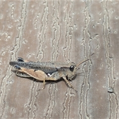 Phaulacridium vittatum at Hackett, ACT - 14 Dec 2025 by WalterEgo