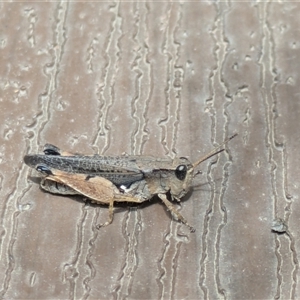 Phaulacridium vittatum at Hackett, ACT - Yesterday by WalterEgo