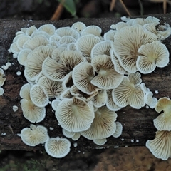 Crepidotus sp. (Crepidotus) at Uriarra Village, ACT - 30 May 2025 by KenT