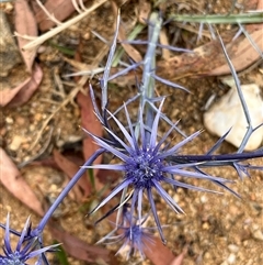 Eryngium ovinum (Blue Devil) at Bonython, ACT - 14 Dec 2025 by GG