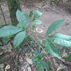 Neosepicaea jucunda at Syndicate, QLD - 31 Aug 2016 by JasonPStewart